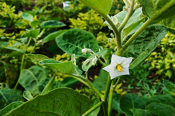 포토 JPG 해외이미지 식물 꽃 음식 백그라운드 잎 꽃무늬 밭 농업 채소 태국 자연 가지 건강 사람없음 야외 초록색 농장 환경 정원 보라색 수확 성장 벚꽃 나뭇가지 신선 개화 다발 유기농 내추럴 밭일 채식주의자 해외포토 나무 웰빙 산업 아시아 컬러 무늬 생태계 채식 파일형식 이미지허브