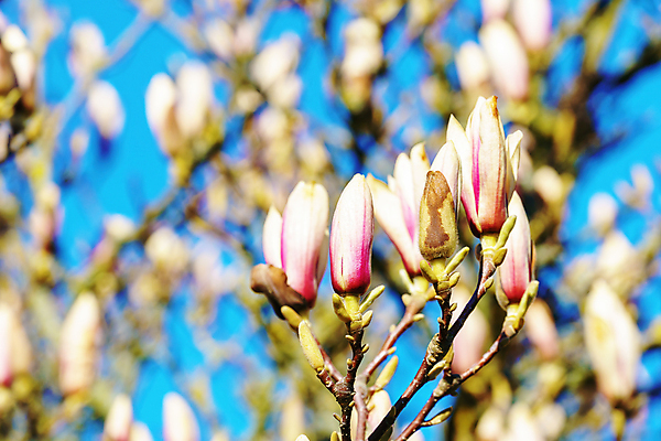 포토 JPG 해외이미지 나무 계절 공원 꽃잎 꽃 아시아 분홍색 잎 꽃무늬 자연 친절 사람없음 야외 햇빛 뷰티 정원 일본 봄 성장 벚꽃 나뭇가지 신선 개화 체리 5월 묘사 아로마 부드러움 내추럴 생태학 해외포토 식물 공공시설 교육 나라 컬러 무늬 과일 태양 감각 날짜 생태계 파일형식 이미지허브