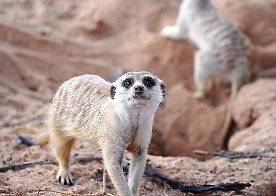 포토 JPG 해외이미지 동물 응시 공원 얼굴 야생동물 포유류 가족 아프리카 자연 생물 털 동물원 서기 경비 앉기 사람없음 야외 갈색 사막 관찰 입 황무지 보호 작음 모피 사파리 손목시계 주둥이 남쪽 경보 남아프리카 미어캣 생태학 칼라하리 해외포토 시선 공공시설 교육 나라 시계 컬러 컨셉 장신구 관계 모션 안전 신체부위 크기 방향 생태계 파일형식 이미지허브