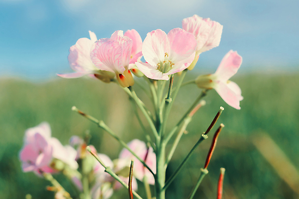 포토 JPG 해외이미지 식물 라이프스타일 계절 줄기 분홍색 컨셉 잎 성공 새로움 사람없음 가로 햇빛 태양 새싹 환경 희망 봄 활발 성장 흰색 시골 신선 오픈 발사 5월 시작 원예 생물학 분무기 정맥 파열 개발 떠남 생태학 해외포토 자연요소 교육 감정 컬러 모션 취미 생활 날짜 혈관 파일형식 이미지허브