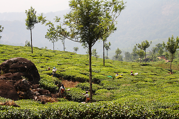 포토 JPG 해외이미지 식물 전통 여자 아시아 문화 여행 잎 밭 농업 자연 노동자 산 사람 동양인 풍경 사람없음 야외 초록색 농작물 농장 계곡 수확 시골 신선 업무 그룹 재산 차 농부 인도인 수집 허브 언덕 밭일 케랄라주 해외포토 외국인 직업 나라 산업 음료 컬러 인종 금융 작업 인도_나라 생태계 파일형식 이미지허브