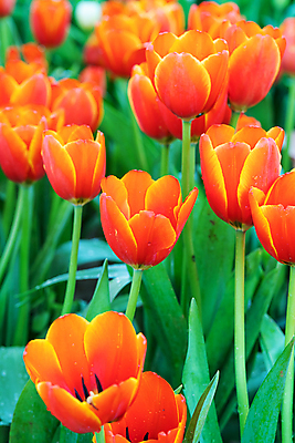 포토 JPG 해외이미지 잎 사람없음 야외 햇빛 정원 주황색 봄 튤립 해외포토 식물 계절 꽃 컬러 태양 파일형식 이미지허브