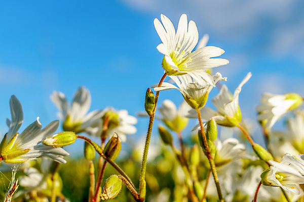 포토 JPG 해외이미지 나무 식물 꽃잎 꽃 분홍색 잎 꽃무늬 자연 바람 사람없음 장식 뷰티 새싹 정원 봄 벚꽃 흰색 나뭇가지 신선 개화 닫기 전기에너지 백합 순수 보케 꽃가루 내추럴 필라멘트 스타일 해외포토 자연요소 계절 컬러 컨셉 무늬 모션 날씨 에너지 가루 생태계 파일형식 이미지허브