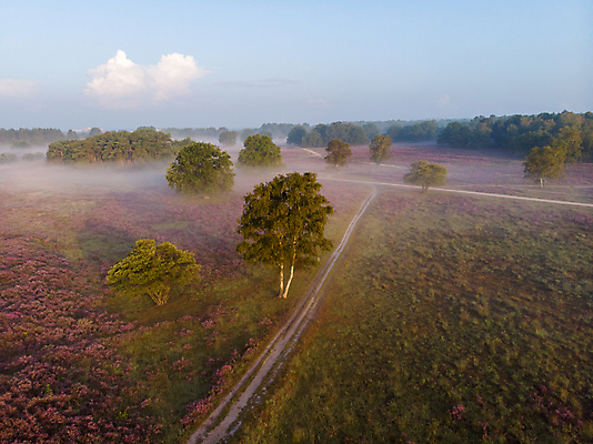 포토 JPG 해외이미지 계절 꽃 길 야생동물 분홍색 밭 포유류 아침 날씨 파노라마 사람없음 야외 가로 컬러풀 햇빛 일출 보라색 침묵 새벽 활발 자유 안개 개화 저녁 제비꽃 네덜란드 장면 라벤더 뿌연 삼림지대 해외포토 주간 자연요소 식물 동물 유럽 컬러 컨셉 농업 촬영기법 태양 노을 소리 야간 숲 허브 파일형식 이미지허브