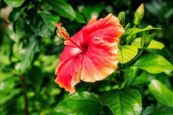 포토 JPG 해외이미지 식물 계절 꽃 백그라운드 잎 꽃무늬 패턴 자연 따뜻함 파노라마 종류 사람없음 야외 장식 초록색 파란색 태양 뷰티 노란색 정원 봄 성장 벚꽃 개화 작음 묘사 유기농 내추럴 땅바닥 아열대 파스텔톤 해외포토 자연요소 웰빙 컬러 무늬 바닥 촬영기법 크기 생태계 파일형식 이미지허브