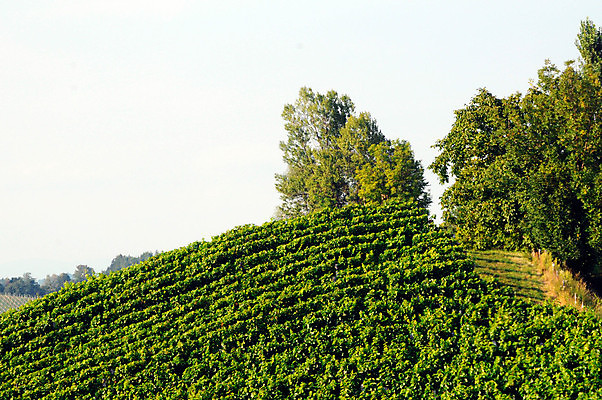 포토 JPG 해외이미지 식물 지구 음식 농업 과일 포도 건강 사람없음 경제 농작물 농장 와인 다양 수확 신선 덩굴 포도밭 포도나무 밭일 양조장 영양소 해외포토 산업 다수 밭 주류 과일나무 파일형식 이미지허브