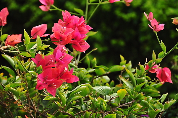 포토 JPG 해외이미지 식물 계절 공원 꽃 분홍색 잎 농업 자연 동양인 사람없음 야외 장식 빨간색 초록색 컬러풀 환경 정원 성장 벚꽃 나뭇가지 신선 다발 유기농 아로마 내추럴 생태학 이국적 취급주의 카피스페이스 해외포토 나무 웰빙 공공시설 교육 산업 컬러 경고 인종 공백 생태계 파일형식 이미지허브