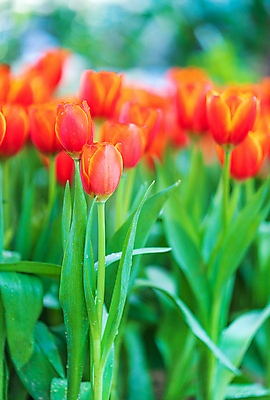 포토 JPG 해외이미지 잎 사람없음 야외 햇빛 정원 주황색 봄 튤립 해외포토 식물 계절 꽃 컬러 태양 파일형식 이미지허브