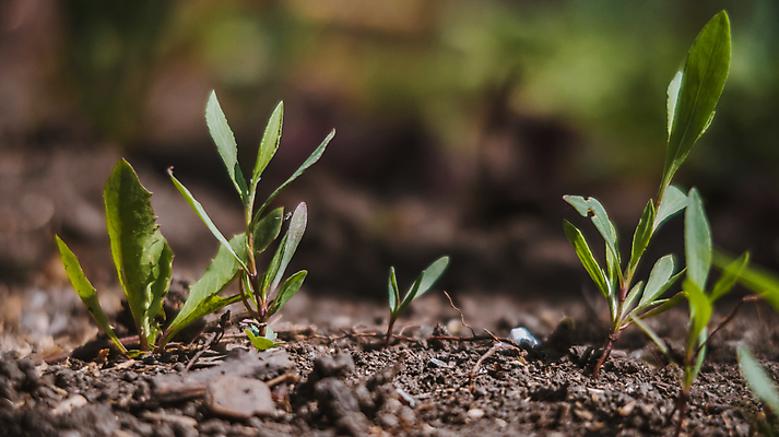 포토 JPG 해외이미지 나무 식물 동물 꽃 잎 농업 자연 탁자 조류 손바닥 미술 서기 앉기 풍경 이벤트 사람없음 야외 목재 초록색 새싹 흙 성장 그룹 작음 허브 땅바닥 묘목 심기 해외포토 손 산업 컬러 가구 재료 모션 문화예술 바닥 크기 생태계 파일형식 이미지허브