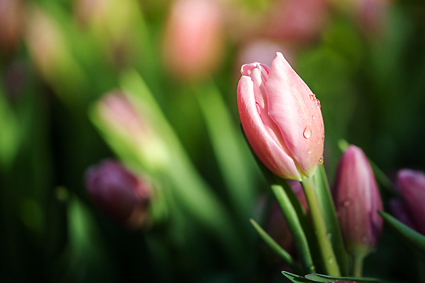 포토 JPG 해외이미지 줄기 사람없음 아웃포커스 햇빛 튤립 해외포토 식물 꽃 촬영기법 태양 파일형식 이미지허브