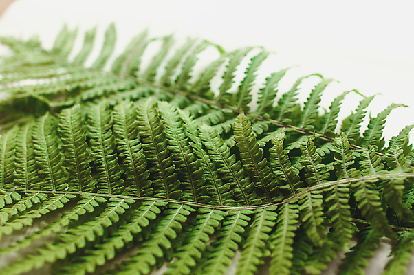 포토 JPG 해외이미지 나무 식물 디자인 계절 꽃 줄기 백그라운드 잎 꽃무늬 패턴 자연 프레임 손바닥 사람없음 장식 초록색 여름 유행 정원 봄 성장 흰색 나뭇가지 신선 플랫 숲 열대우림 묘사 질감 레이아웃 머리위 내추럴 고립 양치류 이국적 정물화 힙스터 그리너리 미니멀 해외포토 손 패션 컬러 무늬 그림 생태계 파일형식 트랜드컬러 이미지허브