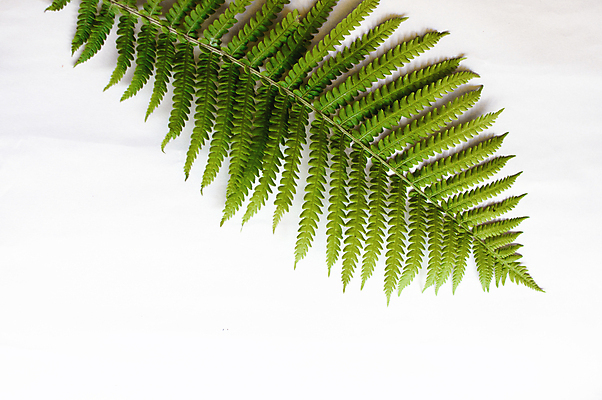 포토 JPG 해외이미지 나무 식물 디자인 계절 꽃 줄기 백그라운드 잎 꽃무늬 패턴 자연 프레임 손바닥 사람없음 장식 초록색 여름 유행 정원 봄 성장 흰색 나뭇가지 신선 플랫 숲 열대우림 묘사 질감 레이아웃 머리위 내추럴 고립 양치류 이국적 정물화 힙스터 그리너리 미니멀 해외포토 손 패션 컬러 무늬 그림 생태계 파일형식 트랜드컬러 이미지허브