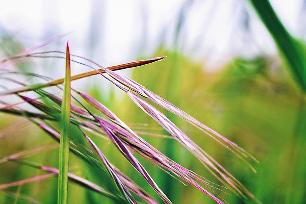 포토 JPG 해외이미지 식물 꽃 줄기 꽃무늬 농업 자연 추상 휴식 사람없음 치료 초록색 뷰티 농장 보라색 스파 화목 침묵 들꽃 성장 벚꽃 시골 신선 개화 닫기 제비꽃 관목 묘사 향기 부드러움 라일락 내추럴 꽃수술 해외포토 나무 산업 컬러 컨셉 무늬 의학 모션 소리 감각 생태계 냄새 파일형식 이미지허브