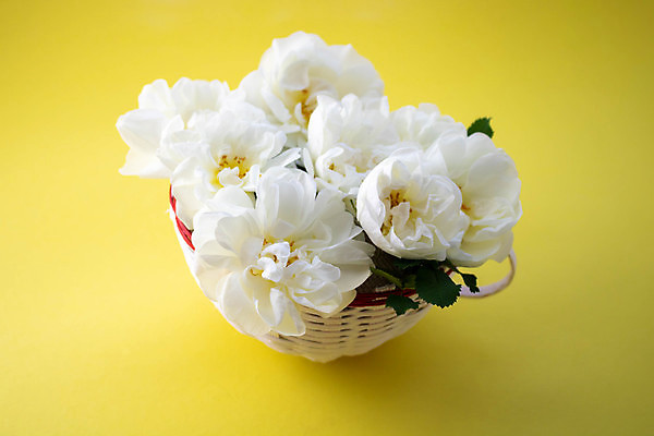 포토 JPG 해외이미지 식물 계절 꽃잎 꽃 백그라운드 컨셉 잎 꽃무늬 자연 벽지 휴가 발렌타인데이 사람없음 컵 여름 햇빛 뷰티 약 장미 우주 정원 봄 머그컵 벚꽃 흰색 나뭇가지 신선 개화 그룹 정상 유기농 엽서 내추럴 영원 어머니의날 해외포토 나무 식기 웰빙 기념일 컬러 무늬 의학 데이이벤트 태양 편지 생태계 미국문화 파일형식 이미지허브