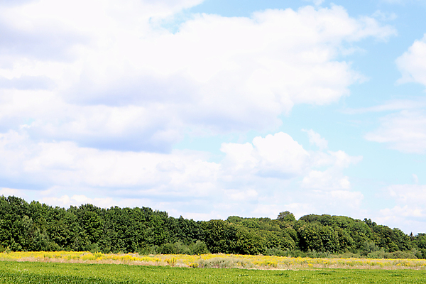 포토 JPG 해외이미지 나무 식물 구름 계절 산업 선 백그라운드 밭 농업 자연 하늘 풍경 잔디 사람없음 야외 초록색 여름 파란색 빛 농작물 햇빛 태양 농장 농경지 노란색 평화 환경 맑음 봄 수확 시골 숲 땅 시리얼 밀 장면 내추럴 넘어짐 땅바닥 밭일 수평선 해외포토 자연요소 음식 컬러 컨셉 모션 날씨 곡류 바닥 생태계 파일형식 이미지허브