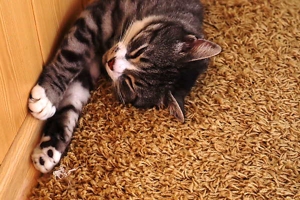 포토 JPG 해외이미지 동물 얼굴 백그라운드 포유류 휴식 주택 성인 사람없음 반려동물 뷰티 평화 고양이 줄무늬 꿈 방 회색 흰색 침대 잠 뜨거움 편안함 큼 얼룩무늬 솜털 노려봄 카피스페이스 해외포토 컬러 가구 컨셉 무늬 표정 사람 건물 신체부위 공백 감각 크기 파일형식 이미지허브