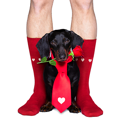 포토 JPG 해외이미지 한마리 꽃 넥타이 함께함 사랑 사람없음 신체부위 반려동물 장미 우정 하트 축하 다리 개 강아지 물기 닥스훈트 흰배경 빨간양말 해외포토 모양 식물 동물 1 잡화 감정 백그라운드 컨셉 포유류 모션 사람 친구 흰색 파일형식 이미지허브