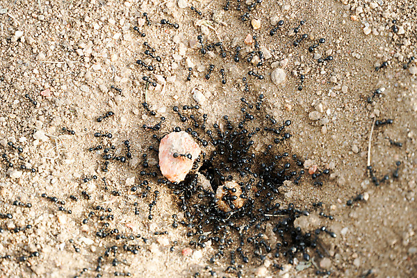 포토 JPG 해외이미지 동물 라이프스타일 지구 야생동물 모래 곤충 자연 불 주택 안테나 사람없음 장식 빨간색 컬러풀 걷기 검은색 흙 작업 원형 구멍 그룹 닫기 해충 둥지 보호 작음 질감 생물학 먼지 노력 진흙 커뮤니티 개미 병정 여왕 땅바닥 식민지 해외포토 자연요소 도형 교육 컬러 컨셉 통신 모션 바닥 건물 생활 벌레 크기 생태계 파일형식 이미지허브