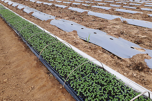 포토 JPG 해외이미지 나무 식물 음식 백그라운드 컨셉 잎 밭 농업 채소 과일 자연 새로움 수박 건강 씨앗 사람없음 초록색 농장 새싹 환경 정원 흙 봄 성장 신선 작음 유기농 원예 내추럴 땅바닥 모종 밭일 생태학 해외포토 웰빙 계절 교육 산업 컬러 바닥 취미 크기 생태계 파일형식 이미지허브