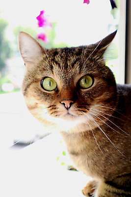 포토 JPG 해외이미지 동물 응시 백그라운드 오렌지 창문 포유류 자연 아침 휴식 주택 털 실내 사람없음 빨간색 반려동물 노란색 맑음 고양이 흰색 닫기 달콤 편안함 모피 낮잠 얼룩무늬 솜털 생강 거짓말 안락 해외포토 주간 시선 컬러 컨셉 무늬 채소 과일 모션 날씨 내부 건물 잠 감각 맛 생태계 파일형식 이미지허브