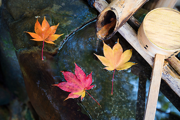 포토 JPG 해외이미지 나무 전통 디자인 꽃 아시아 선 모래 백그라운드 단풍 불교 자연 휴식 건강 미술 동양인 사람없음 목재 장식 초록색 평화 정원 일본 화목 미니어처 조약돌 바위 나뭇가지 사찰 원형 영혼 작음 대나무 묘사 명상 원예 분재 미니 스타일 해외포토 도형 식물 나라 종교 컬러 컨셉 잎 재료 종교건축 문화예술 인종 취미 모형 돌_바위 크기 생태계 파일형식 이미지허브