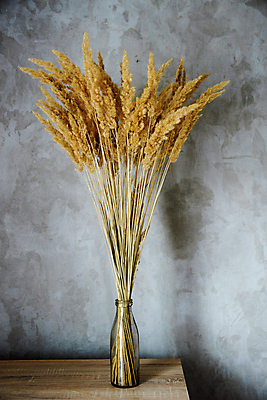 포토 JPG 해외이미지 식물 디자인 꽃 빵 벽 꽃다발 백그라운드 꽃무늬 자연 유리 탁자 주택 건조 건강 씨앗 사람없음 내부 장식 농작물 뷰티 농장 노란색 꽃병 방 수확 벚꽃 흰색 시골 황금 낟알 시리얼 밀 다발 유기농 내추럴 숙성 스타일 미니멀 해외포토 웰빙 음식 컬러 가구 무늬 농업 재질 곡류 건물 생태계 파일형식 이미지허브