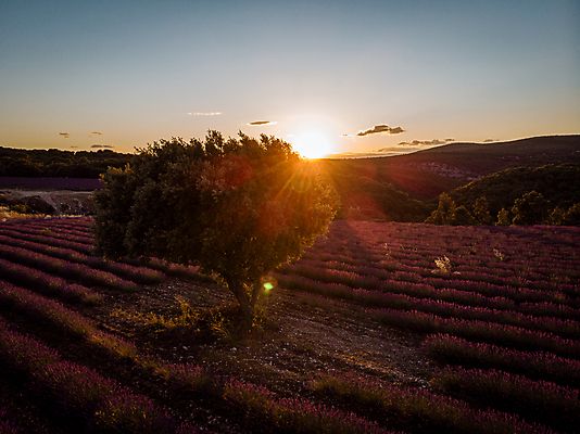 포토 JPG 해외이미지 식물 계절 꽃 유럽 선 여행 밭 농업 자연 사람없음 컬러풀 농장 농경지 여행객 보라색 침묵 화장품 프랑스 수확 벚꽃 개화 배열 허브 제비꽃 향수 박물관 원예 향기 냄새 아로마 라벤더 라일락 프랑스어 밭일 줄서기 프로방스 화창 해외포토 문자 나라 산업 컬러 모션 날씨 사람 취미 뷰티 소리 생태계 파일형식 이미지허브