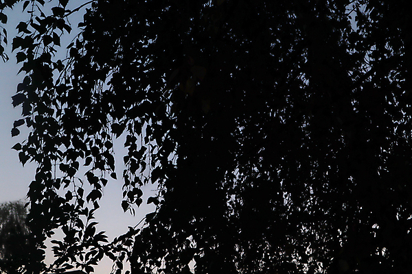 포토 JPG 해외이미지 나무 식물 계절 실루엣 호수 여행 백그라운드 잎 자연 벽지 하늘 풍경 사람없음 야외 목재 가로 물 여름 파란색 빛 컬러풀 햇빛 태양 반사 일출 환경 어둠 고요 황혼 일몰 새벽 안개 가을 고독 저녁 숲 그림 장면 자작나무 내추럴 수평선 해외포토 자연요소 감정 컬러 재료 날씨 촬영기법 노을 야간 생태계 파일형식 이미지허브