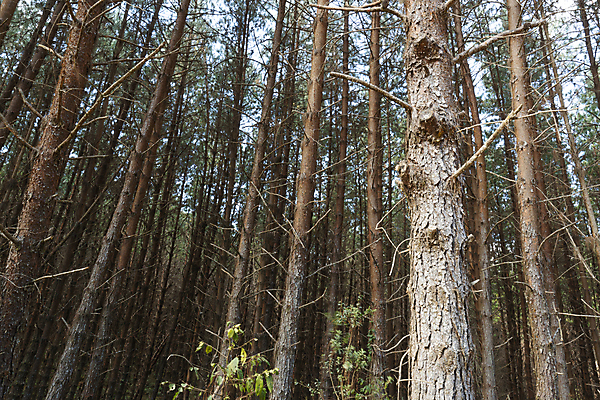 포토 JPG 해외이미지 나무 식물 계절 공원 잎 자연 하늘 사람없음 야외 목재 초록색 파란색 환경 봄 나뭇가지 소나무 남아메리카 숲 열대우림 나무껍질 브라질 내추럴 삼림지대 해외포토 공공시설 컬러 재료 아메리카 껍질 생태계 파일형식 이미지허브