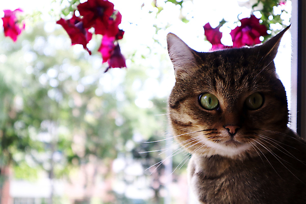 포토 JPG 해외이미지 동물 응시 백그라운드 오렌지 창문 포유류 자연 아침 휴식 주택 털 실내 사람없음 빨간색 반려동물 노란색 맑음 고양이 흰색 닫기 달콤 편안함 모피 낮잠 얼룩무늬 솜털 생강 거짓말 안락 해외포토 주간 시선 컬러 컨셉 무늬 채소 과일 모션 날씨 내부 건물 잠 감각 맛 생태계 파일형식 이미지허브