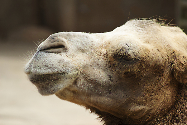 포토 JPG 해외이미지 동물 얼굴 야생동물 포유류 자연 털 사람없음 머리 사막 입 보호 코 낙타 내추럴 단봉낙타 생태학 아랍어 해외포토 교육 컨셉 신체부위 생태계 파일형식 이미지허브