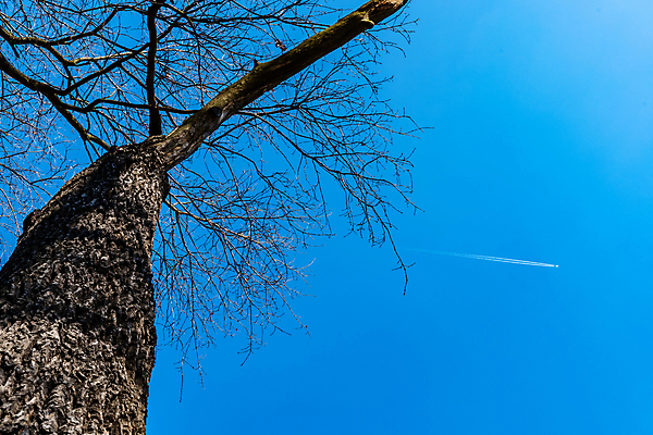 포토 JPG 해외이미지 나무 응시 계절 공원 유럽 백그라운드 잎 자연 하늘 비행기 건조 풍경 사람없음 야외 목재 파란색 뷰티 환경 검은색 흰색 나뭇가지 숲 작음 상승 폴란드 내추럴 대패 브로츠와프 옛날 해외포토 식물 시선 공공시설 나라 컬러 컨셉 재료 항공교통 대중교통 크기 생태계 파일형식 이미지허브