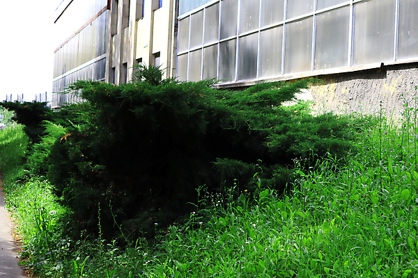 포토 JPG 해외이미지 나무 식물 공원 벽 백그라운드 잎 크리스마스 자연 벽지 추상 풍경 사람없음 야외 목재 장식 초록색 여름 울타리 환경 정원 봄 나뭇가지 소나무 숲 작음 원예 질감 에메랄드 상록수 침엽수 전나무 내추럴 삼나무 생태학 서쪽 향나무 해외포토 계절 공공시설 교육 기념일 컬러 무늬 재료 취미 담장 크기 보석 방향 생태계 파일형식 이미지허브