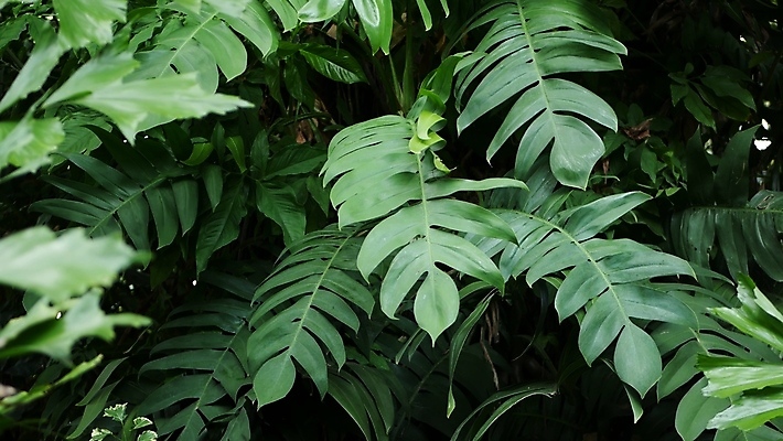 포토 JPG 해외이미지 식물 줄기 백그라운드 잎 패턴 자연 추상 사람없음 목재 장식 초록색 여름 빛 햇빛 환경 정원 스파 봄 성장 신선 숲 큼 열대우림 묘사 에코 유기농 질감 내추럴 블러 생태학 이국적 그리너리 해외포토 나무 웰빙 계절 교육 컬러 무늬 재료 태양 크기 생태계 파일형식 트랜드컬러 이미지허브