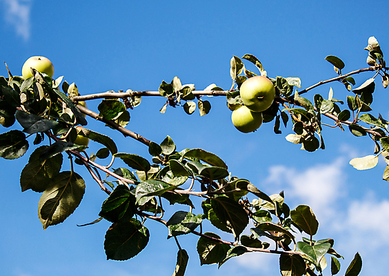 포토 JPG 해외이미지 나무 계절 음식 잎 농업 다이어트 과일 자연 하늘 건강 사람없음 야외 초록색 농작물 농장 정원 수확 성장 나뭇가지 신선 달콤 사과 다발 먹기 상쾌 유기농 원예 날것 내추럴 숙성 해외포토 식물 웰빙 감정 산업 컬러 모션 취미 맛 생태계 파일형식 이미지허브