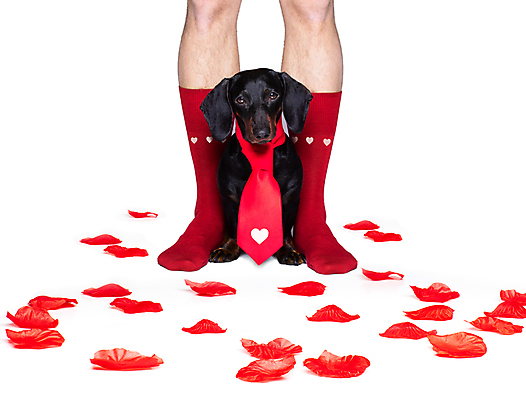 포토 JPG 해외이미지 꽃잎 넥타이 함께함 사랑 서기 신체부위 반려동물 장미 우정 하트 축하 다리 개 강아지 닥스훈트 흰배경 빨간양말 해외포토 모양 동물 잡화 꽃 감정 백그라운드 컨셉 포유류 모션 사람 친구 흰색 파일형식 이미지허브