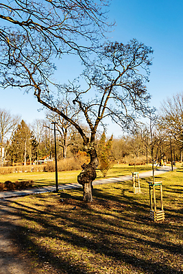 포토 JPG 해외이미지 나무 식물 계절 공원 유럽 도로 길 잎 오렌지 자연 하늘 사람없음 야외 초록색 컬러풀 노란색 보행로 황금 숲 작음 오솔길 폴란드 브로츠와프 해외포토 공공시설 나라 컬러 과일 교통시설 크기 생태계 파일형식 이미지허브
