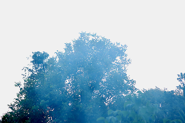 포토 JPG 해외이미지 나무 식물 구름 응시 계절 공원 과학 백그라운드 단풍 잎 자연 하늘 날씨 왕관 바닥 풍경 사람없음 야외 장식 가로 초록색 여름 파란색 빛 컬러풀 햇빛 뷰티 환경 맑음 고요 성장 가을 나뭇가지 소나무 숲 큼 생태계 생물학 각도 해외포토 자연요소 시선 공공시설 교육 컬러 태양 크기 파일형식 이미지허브