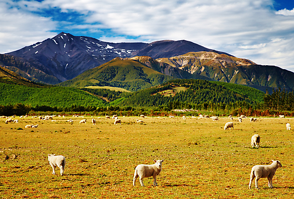 포토 JPG 해외이미지 주간 여러마리 사람없음 야외 농경지 가축 양 방목 산악지대 해외포토 자연요소 동물 다수 포유류 산 농장 축산업 파일형식 이미지허브