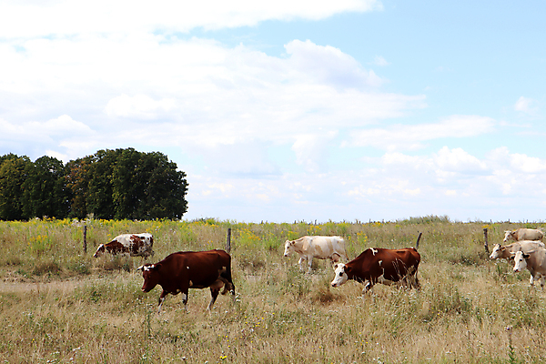 포토 JPG 해외이미지 동물 백그라운드 밭 농업 포유류 자연 하늘 잉글랜드 풍경 사람없음 야외 가로 초록색 여름 파란색 컬러풀 농장 농경지 머리 걷기 맑음 검은색 가축 목장 소고기 우유 흰색 시골 그룹 소 군중 방목 땅 허브 밀짚 밭일 찰과상 목가 해외포토 식물 계절 산업 컬러 모션 날씨 영국 유제품 육류 사람 신체부위 짚 축산업 상처 생태계 파일형식 이미지허브