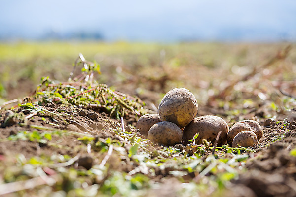 포토 JPG 해외이미지 주간 감자 사람없음 야외 아웃포커스 농작물 여러개 소프트포커스 해외포토 자연요소 다수 농업 채소 촬영기법 파일형식 이미지허브