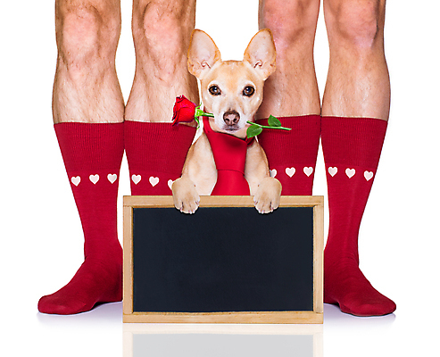 포토 JPG 해외이미지 넥타이 함께함 사랑 서기 사람없음 신체부위 반려동물 장미 칠판 하트 축하 다리 잡기 개 물기 흰배경 빨간양말 해외포토 모양 동물 잡화 꽃 감정 백그라운드 컨셉 포유류 모션 사람 흰색 파일형식 이미지허브