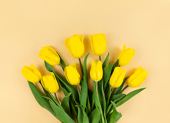 포토 JPG 해외이미지 식물 디자인 계절 꽃잎 꽃 포스터 꽃다발 백그라운드 잎 꽃무늬 자연 휴가 사랑 사람없음 초록색 뷰티 노란색 축제 봄 활발 튤립 벚꽃 흰색 축하 신선 신용카드 우아함 닫기 다발 레이아웃 엽서 머리위 내추럴 많음 해외포토 감정 컬러 컨셉 무늬 모션 금융 편지 생태계 파일형식 이미지허브