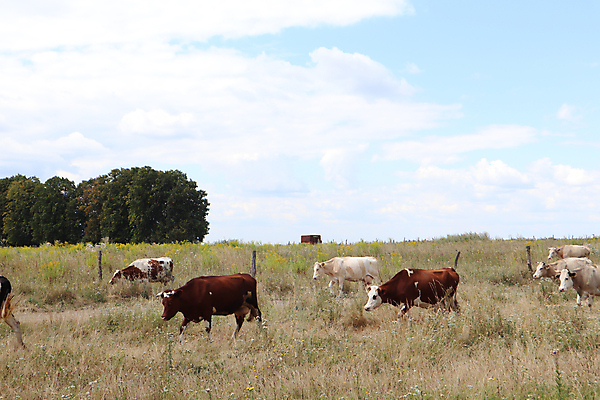 포토 JPG 해외이미지 동물 백그라운드 밭 농업 포유류 자연 하늘 잉글랜드 풍경 사람없음 야외 가로 초록색 여름 파란색 컬러풀 농장 농경지 머리 걷기 맑음 검은색 가축 목장 소고기 우유 흰색 시골 그룹 소 군중 방목 땅 허브 밀짚 밭일 찰과상 목가 해외포토 식물 계절 산업 컬러 모션 날씨 영국 유제품 육류 사람 신체부위 짚 축산업 상처 생태계 파일형식 이미지허브