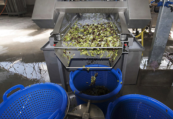 포토 JPG 해외이미지 식물 음식 밭 농업 채소 건강 종류 사람없음 농작물 농경지 흙 샐러드 수확 신선 빨래 결과 상추 원예 내추럴 영양소 해외포토 산업 컨셉 가사 취미 농장 파일형식 이미지허브