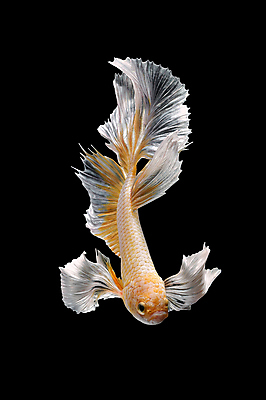 포토 JPG 해외이미지 동물 디자인 아시아 야생동물 포즈 백그라운드 오렌지 모션 태국 자연 추상 어류 미술 취미 사람없음 장식 물 반려동물 컬러풀 뷰티 우주 검은색 수중 수영 희망 고급 꼬리 싸움 지느러미 수족관 강렬 고립 이국적 팝 해외포토 자연요소 감정 나라 컬러 컨셉 무늬 과일 문화예술 수중동물 수상스포츠 생태계 파일형식 이미지허브