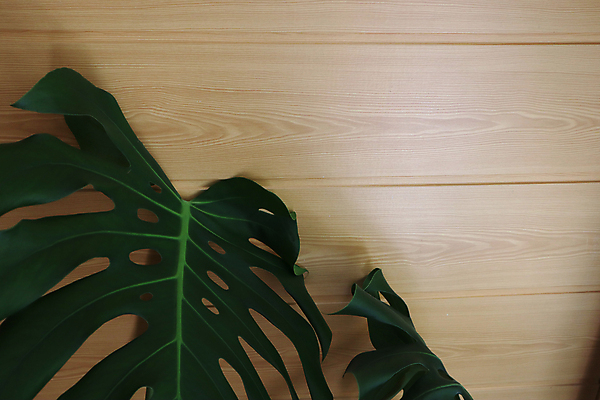 포토 JPG 해외이미지 나무 식물 디자인 꽃 화초 벽 백그라운드 잎 지도 거실 꽃무늬 자연 탁자 추상 조명 열대 주택 아이디어 프레임 실내 그림자 사람없음 내부 목재 장식 가로 초록색 컬러풀 태양 우주 꽃병 방 성장 흰색 그림 리빙 몬스터 심기 이국적 지원 스타일 해외포토 자연요소 컬러 가구 컨셉 무늬 재료 모션 건물 생태계 파일형식 이미지허브