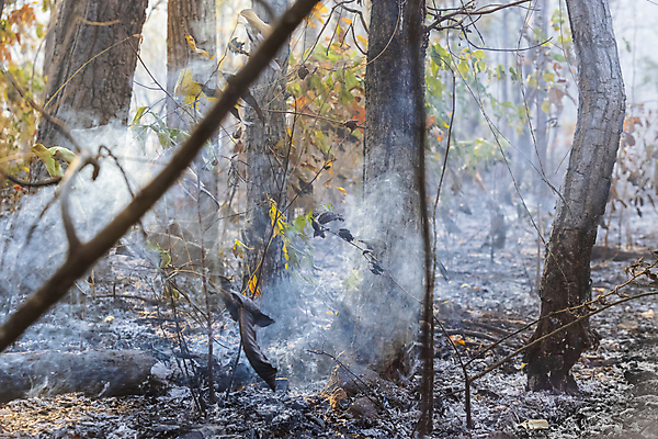 포토 JPG 해외이미지 나무 불 산 사람없음 야외 연기 숲 위험 산불 해외포토 자연요소 식물 컨셉 화재 파일형식 이미지허브