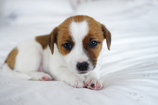 포토 JPG 해외이미지 동물 행복 새끼 포유류 사람없음 반려동물 흰색 개 강아지 작음 모피 테리어 솜털 잭 송곳니 고립 기르기 유래 해외포토 감정 컬러 치아 크기 돌봄 파일형식 이미지허브