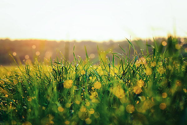 포토 JPG 해외이미지 손가락 벽지 아침 날씨 잔디 사람없음 가로 빛 햇빛 태양 반사 건강관리 환경 침묵 봄 활발 거품 젖음 안개 성장 물방울 신선 투명 액체 닫기 떨어짐 보호 소프트포커스 자르기 빗방울 순수 질감 온실 정중 완전 해외포토 주간 자연요소 식물 손 계절 컨셉 모션 촬영기법 건강 관리 소리 비_날씨 파일형식 이미지허브